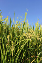 autumn golden rice field.