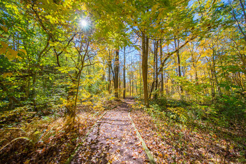 Fototapeta premium Autumn forest yellow and red leaves view. Autumn leaves ground. Autumn forest road landscape. Autumn leaves road view