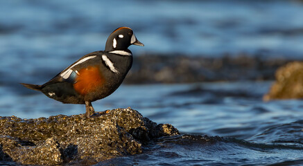 A Harlequin duck enjoys the morning sun along the Oregon coast.