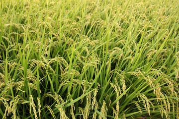 autumn golden rice field.