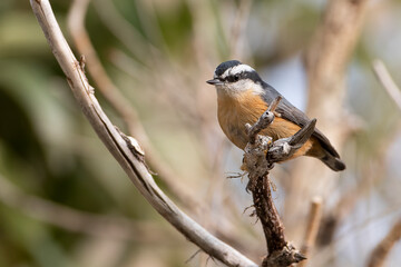 A red-breasted nuthatch enjoys the Wyoming morning