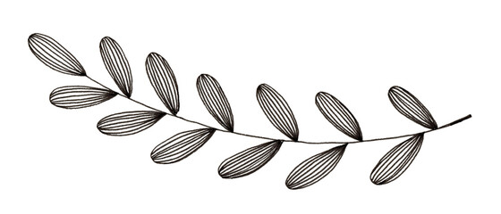 Hand drawn illustration of simple leaf and foliage branch isolated on white background using black...