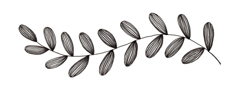 Hand drawn illustration of simple leaf and foliage branch isolated on white background using black ink pen for design purpose
