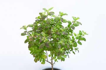 Obraz premium Holy Basil plant on white background.