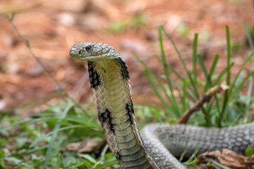 Angry king cobra in attack position