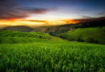 Pa Pong Pieng rice terraces In the north of Thailand at sunset, rice plants are growing.