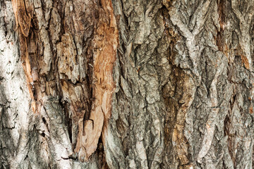 brown and gray bark of an old tree in an autumn fall park.