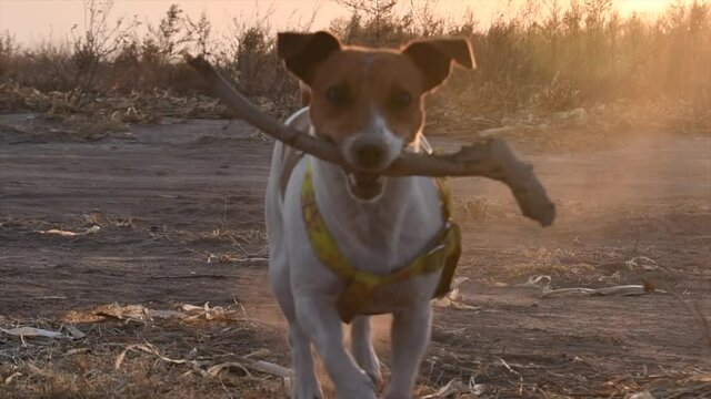 perro jack rossell juega y corre con tronco en la boca en campo cosechado en invierno seco y hora dorada del atardecer argentina cordoba  en campo agronomia