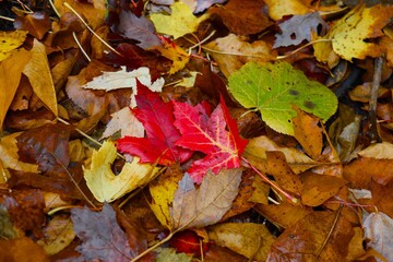 autumn leaves on the ground
