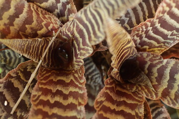 hermosa planta rayada blanco y morado 