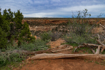 Canyon in Mesa Verde National Park