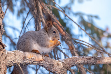Obraz premium Girl feeds a squirrel with nuts at winter. Caring for animals in winter or autumn.