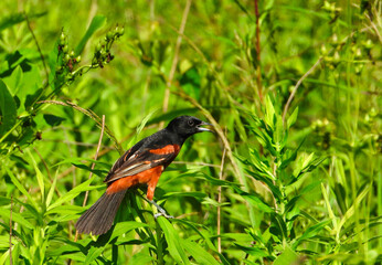 Orchard Oriole Bird with Black and Chestnut Brownish Red Feathers Perched on Green Stem with Beak Open Surrounded by Green Leaves and Foliage on a Bright Summer Sunny Day 