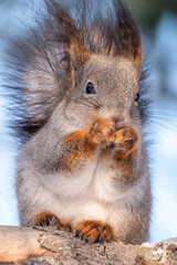 The squirrel sits on a fir branches in the winter or autumn