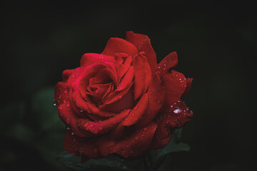 Raindrops on red rose in bloom