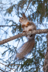 Naklejka na ściany i meble The squirrel with great tail sits on a fir branches in the winter or autumn