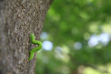 アオムシ（チョウの幼虫）