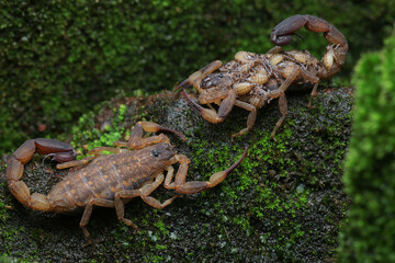 A mother scorpion (Lychas mucronatus) who is carrying its babies is defending its territory from other scorpion attacks.