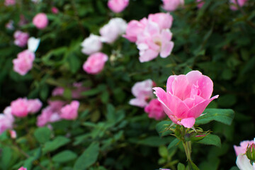 Lovely Flowers