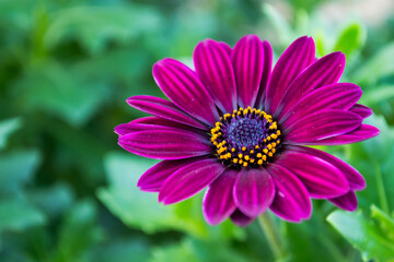 Obraz premium Lovely Flowers