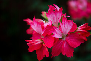 Lovely Flowers