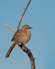 A curve-billed thrasher soaks in the sun in Tucson, Arizona