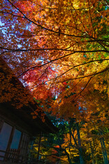 秋 紅葉 葉 植物 寺 神社 風景