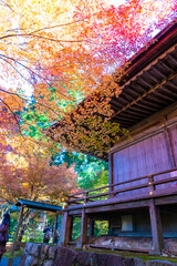 秋 紅葉 葉 植物 寺 神社 風景