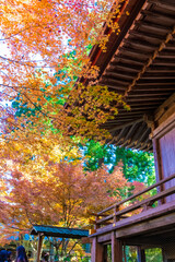 秋 紅葉 葉 植物 寺 神社 風景
