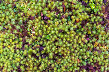 植物 苔 背景 コケリウム