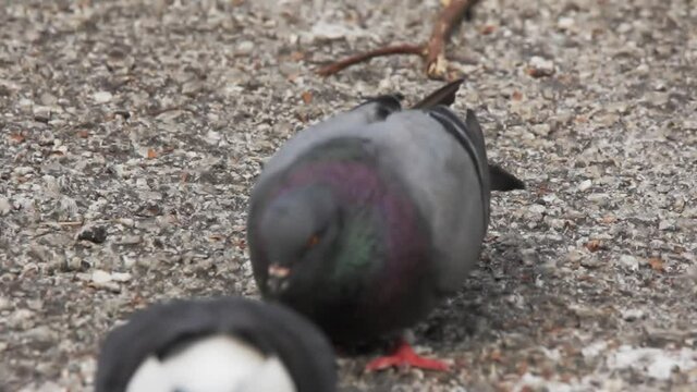 view of a domestic pigeon in nature