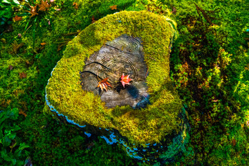 紅葉 秋 寺 お参り ハイキング ピクニック