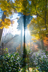 紅葉 秋 寺 お参り ハイキング ピクニック