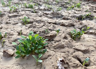 Fenugreek plants growing in the garden