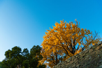 紅葉 秋 空 ハイキング ピクニック