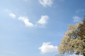 桜の花と青空
