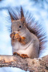 The squirrel sits on a fir branches in the winter or autumn