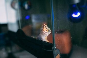 ヒョウモントカゲモドキ レオパードゲッコー