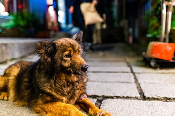 台湾の犬 観光地 台北 九份