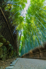 竹林 竹 京都 日本