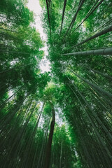 竹林 竹 京都 日本