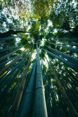 竹林 竹 京都 日本