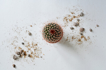 Mammillaria cactus and sand over white