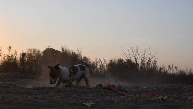 perro jack russell escarba la tieera y levanta polvo en atardecer hora dorada en campo seco de invierno cosecha de maiz cordoba argentina