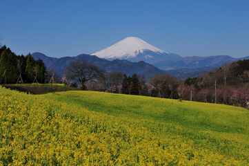 菜の花畑と富士山