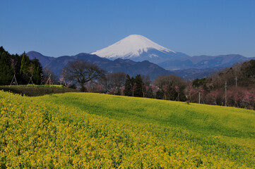 菜の花畑と富士山