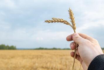 Fototapeta na wymiar harvest symbol, an ear of Mature wheat in the hand of a man on the background of an agricultural field