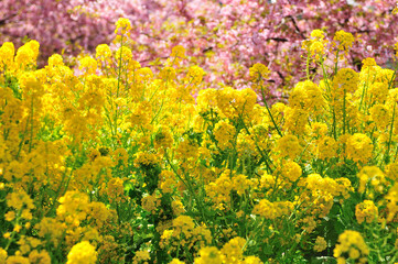 菜の花