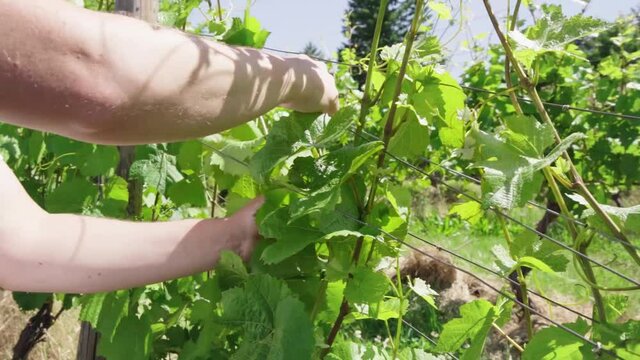 Caucasian male tends wine grape vine shoot, close up, slow motion.