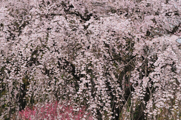 枝垂れ桜